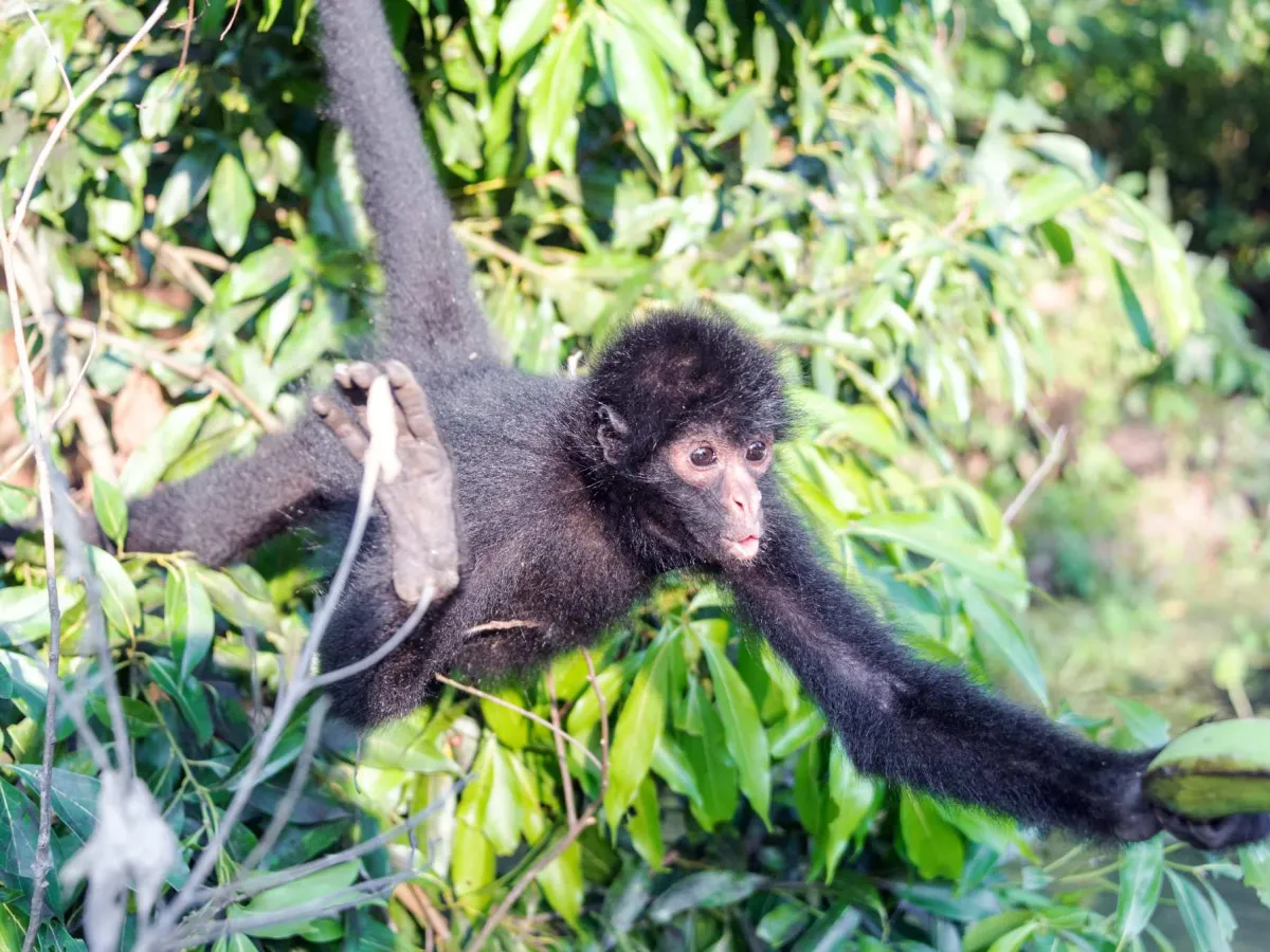 Spider monkey