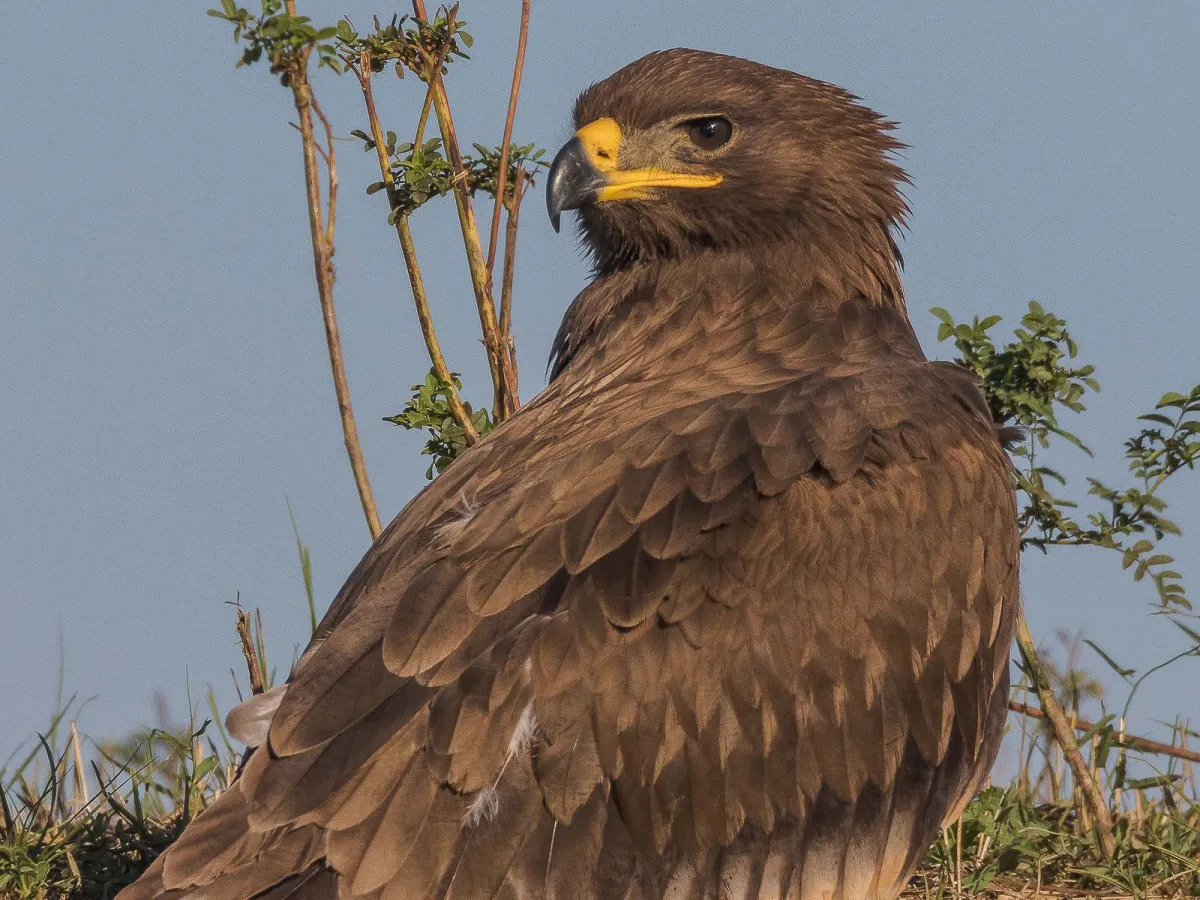 Steppe birds