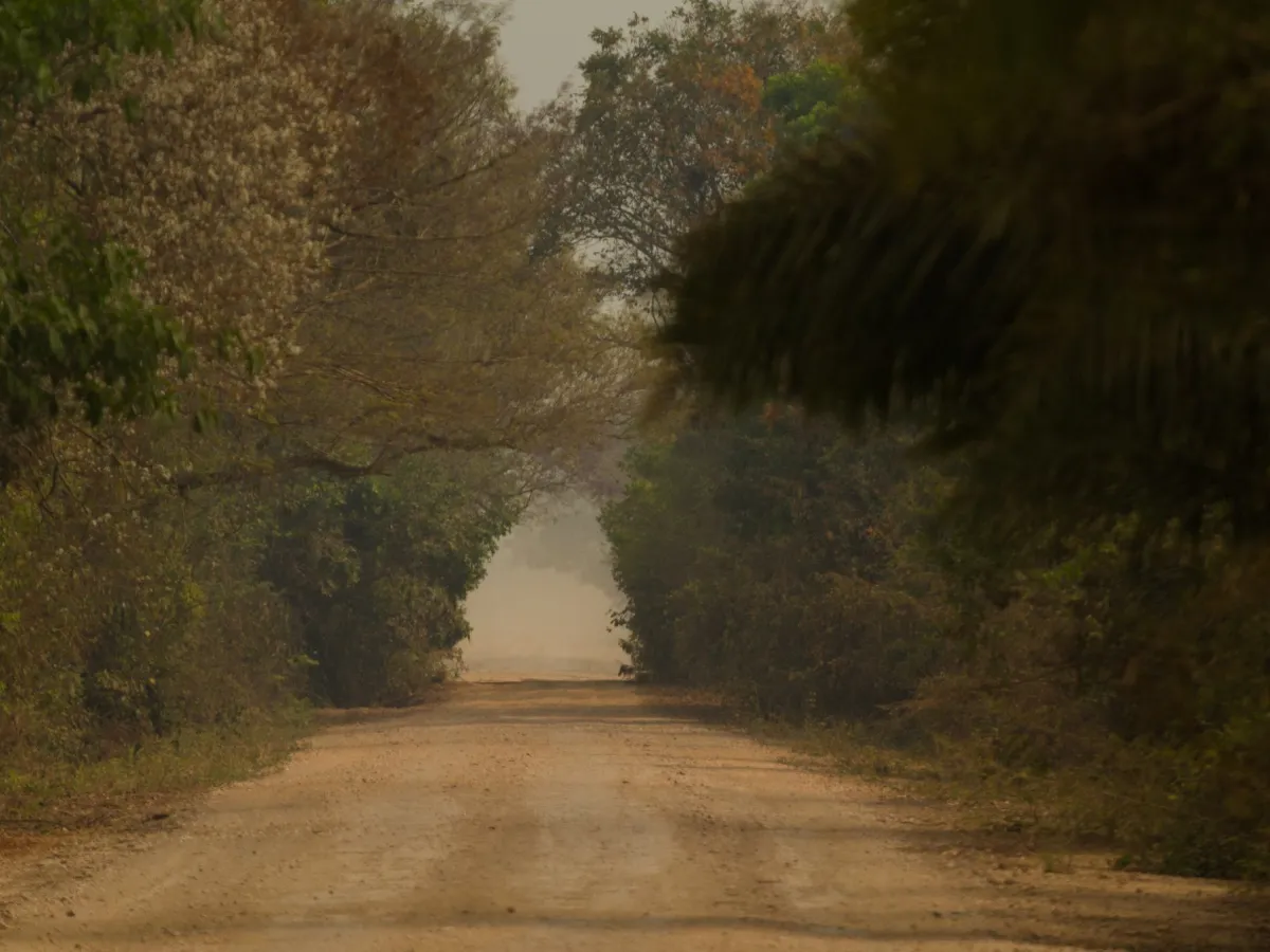 Transpantaneira — the wildlife road.