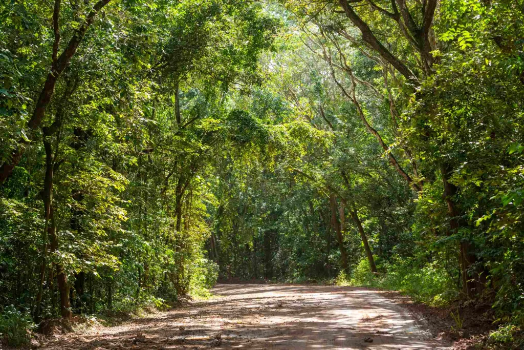 Atlantic Rainforest Photography