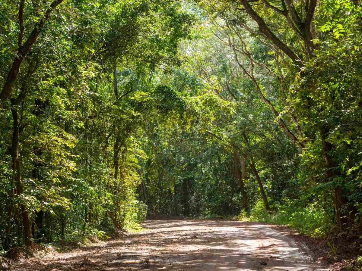 Trilha dos Tucanos — atlantic forest.