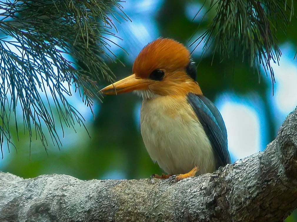 Forest birding