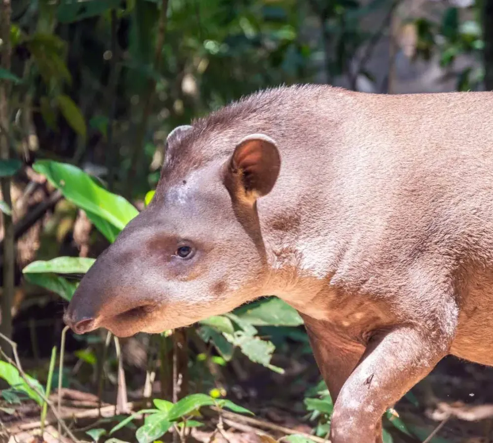 White-lipped peccary