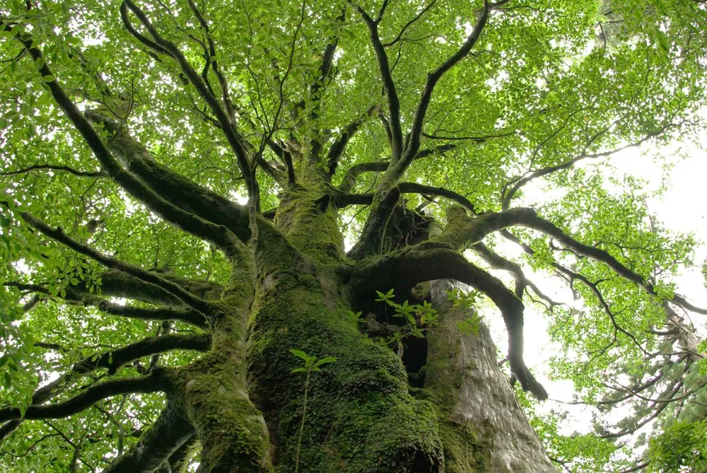 Ancient cedars