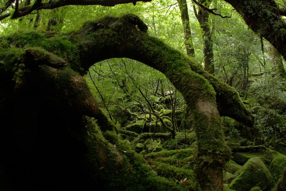 Ancient moss-draped cedar forest on Yakushima.