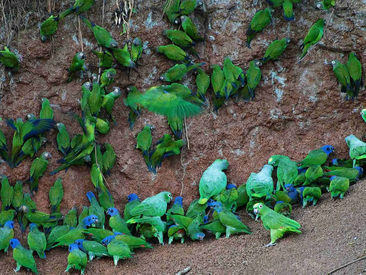 A parrot clay lick in Yasuni.