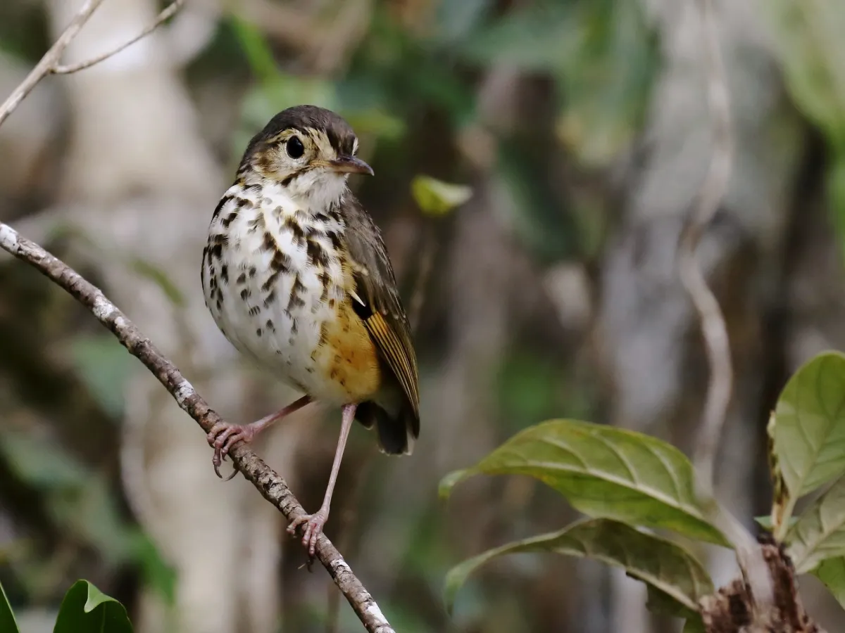 Highland endemics