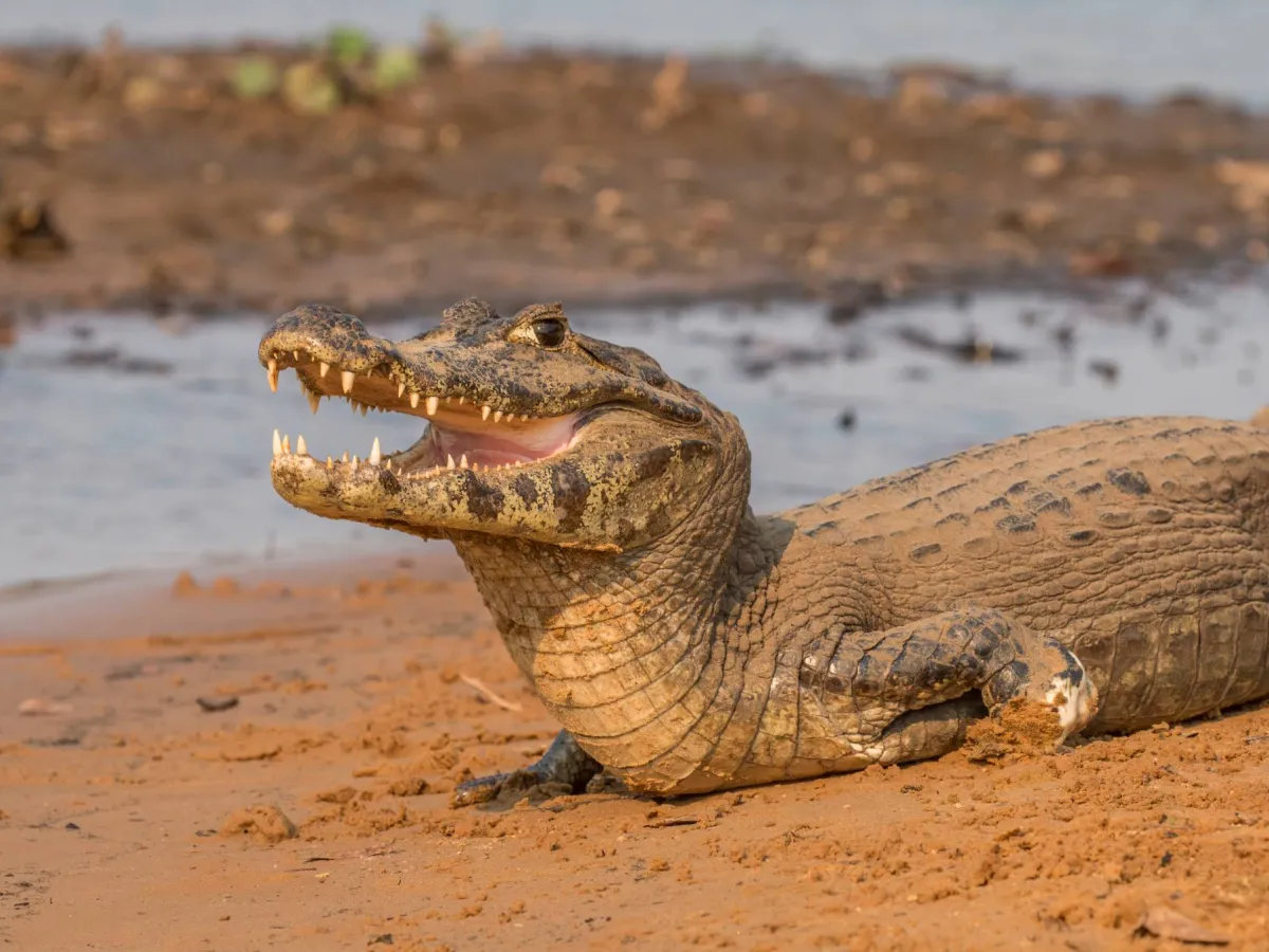 Yacaré caiman