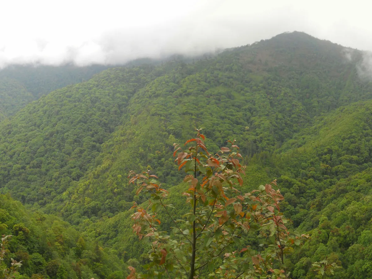 Mist-wrapped forest dropping away along the Eaglenest ridge.