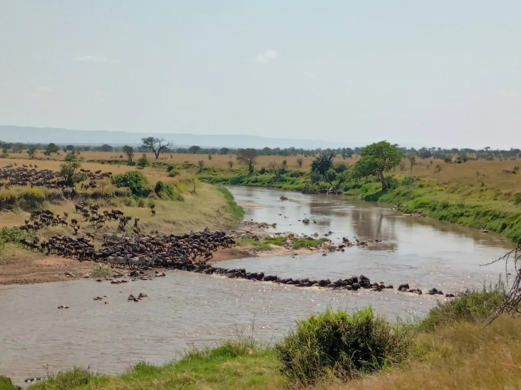 Mara River Specialist