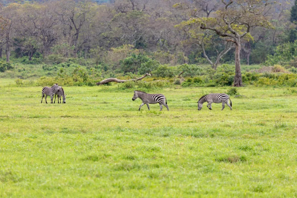 Migration Crater Safari