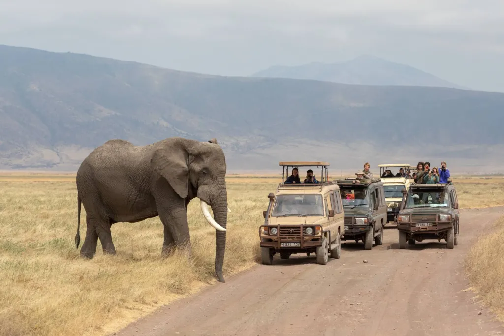Serengeti Ngorongoro