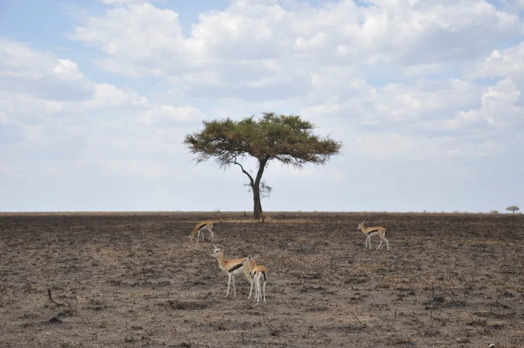 Serengeti Discovery