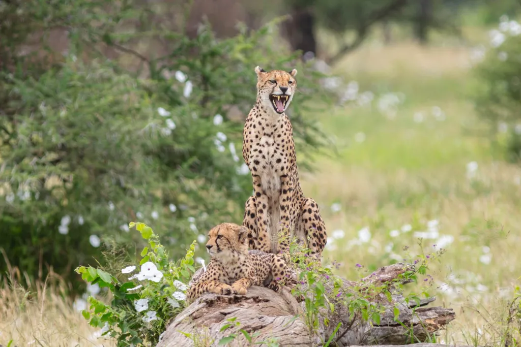 Tanzania Wildlife Collection