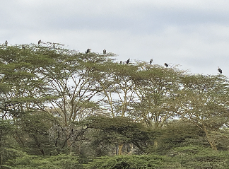 Signature Kenya Unhurried