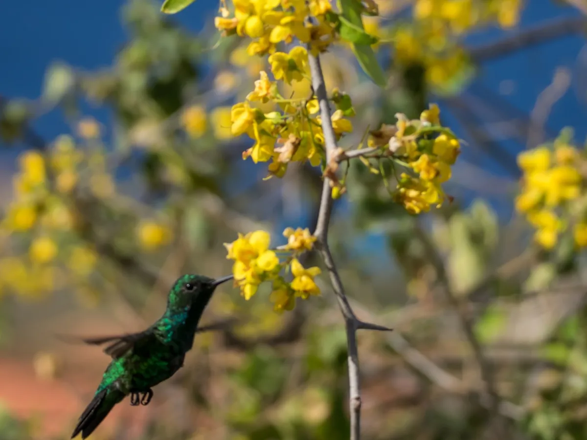 A hummingbird at the Ubatuba feeders.