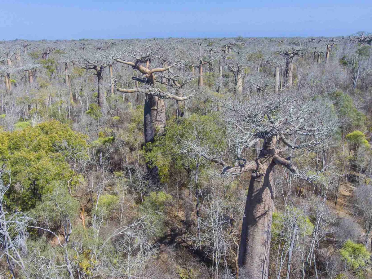 Dry-forest day
