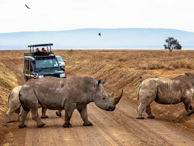 Rhino