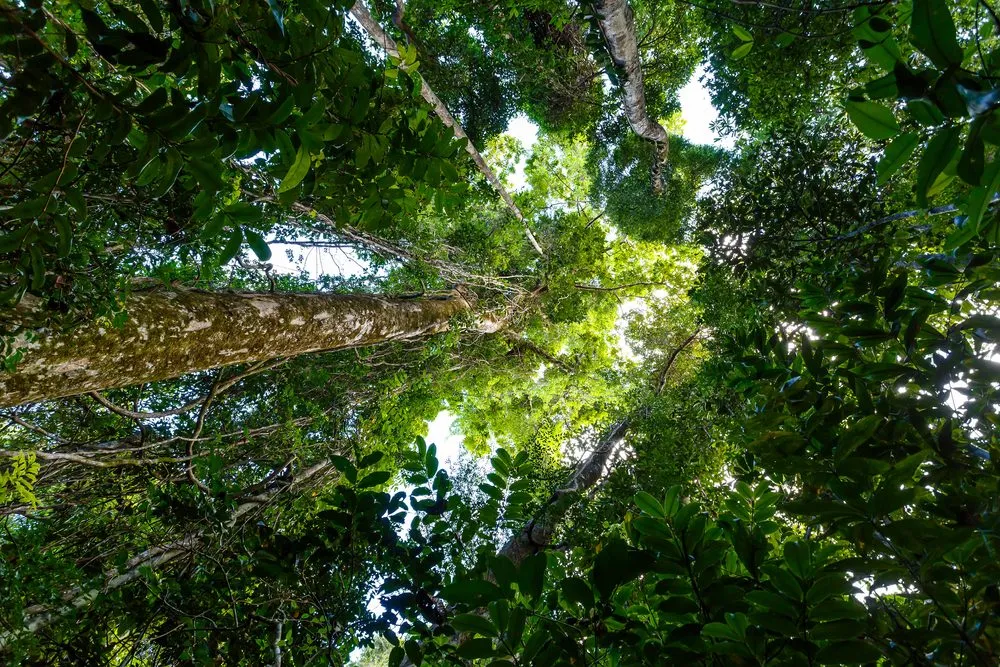 Rainforest walks