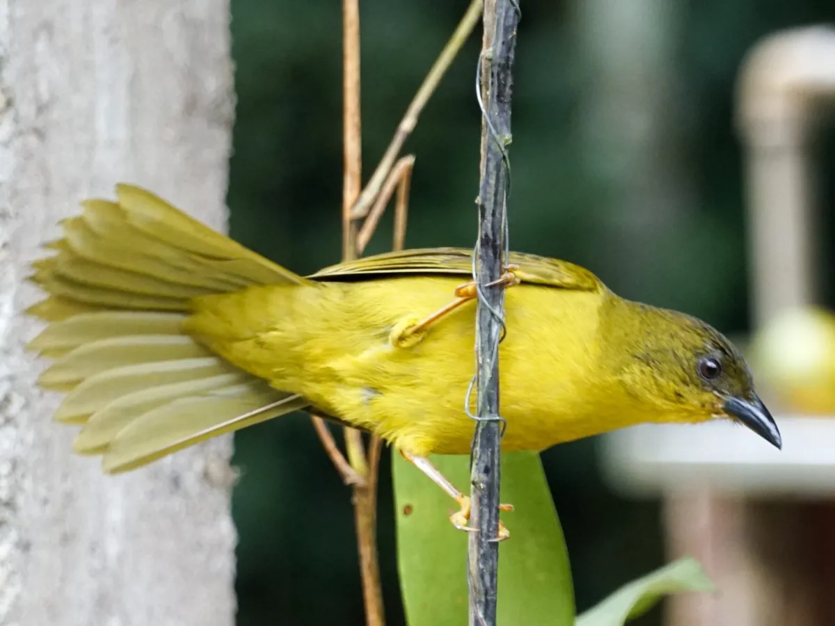 Mountain tanagers