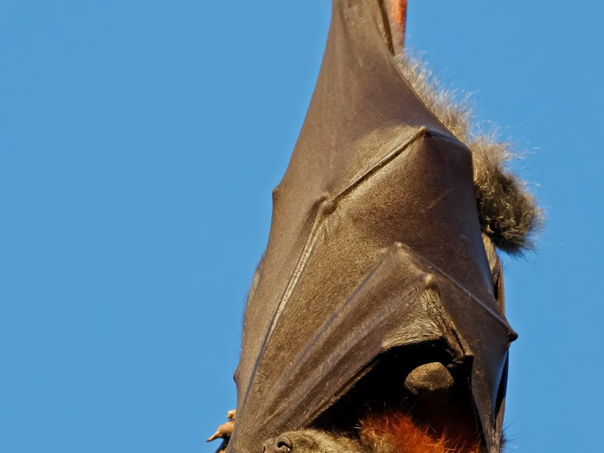 Flying fox