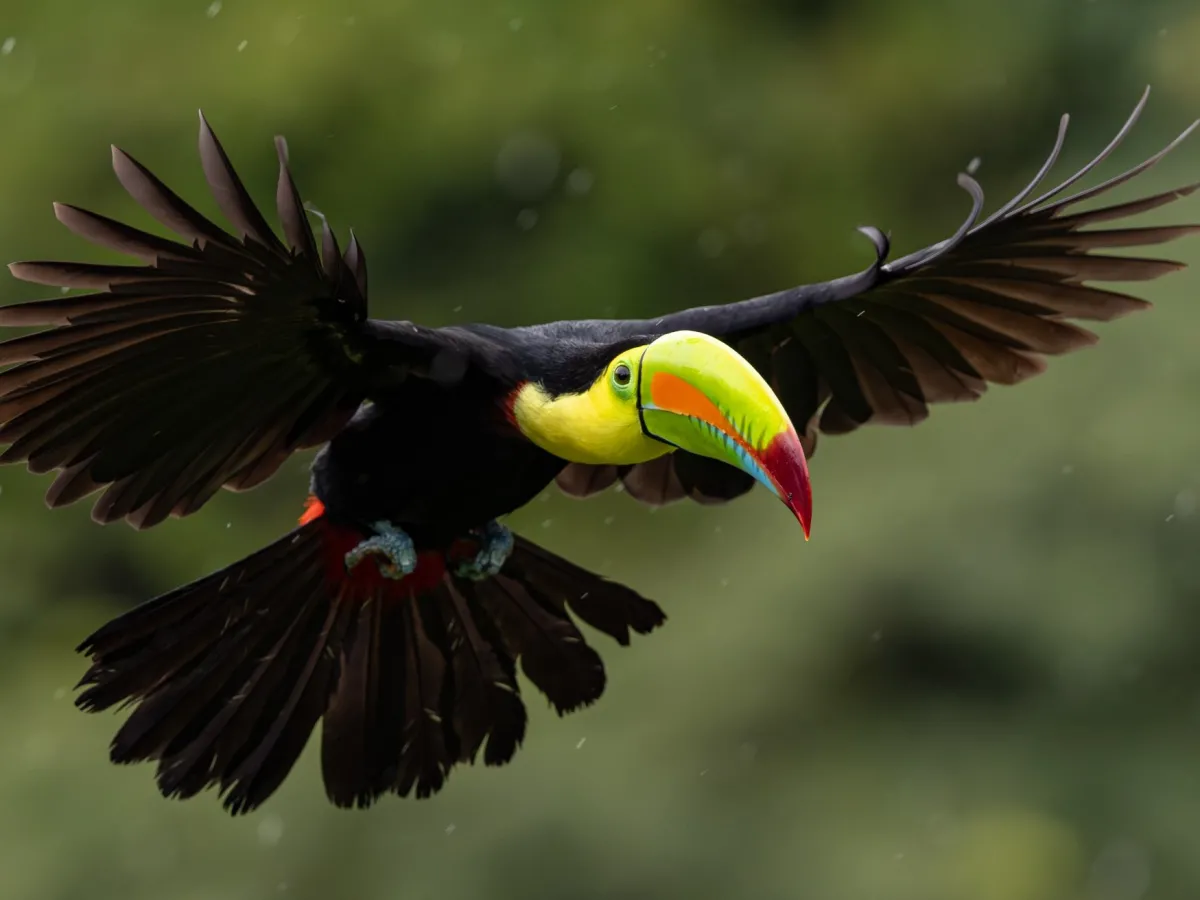 Toco toucan