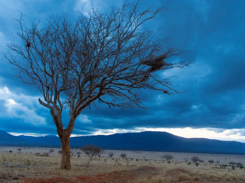 Walk the plains on foot