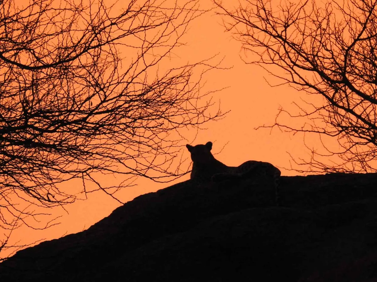 A leopard on a granite outcrop above scrub and farmland.