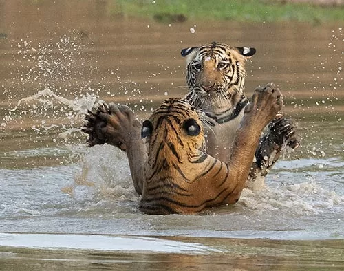 A tiger walking a forest track in early light, sal trees behind.