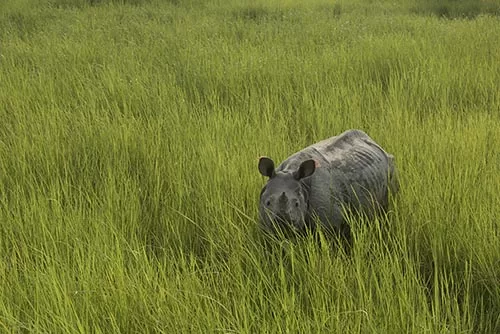 Grassland drives
