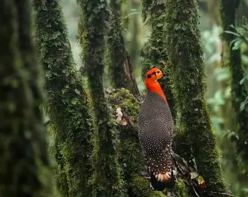 Ridge-to-foothill birding