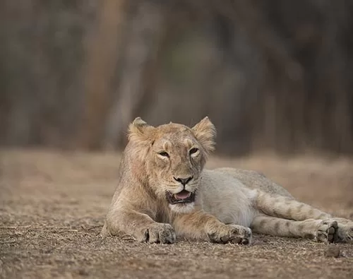 Lion drives