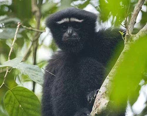 The dawn gibbon walk