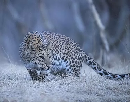 A city leopard safari