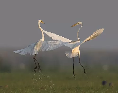 Dawn on the marsh