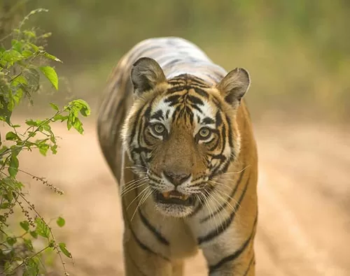 Aravalli drives