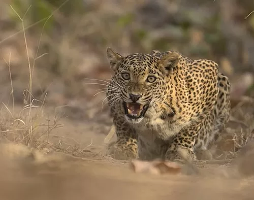 A walking safari