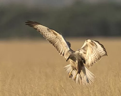 Winter raptors