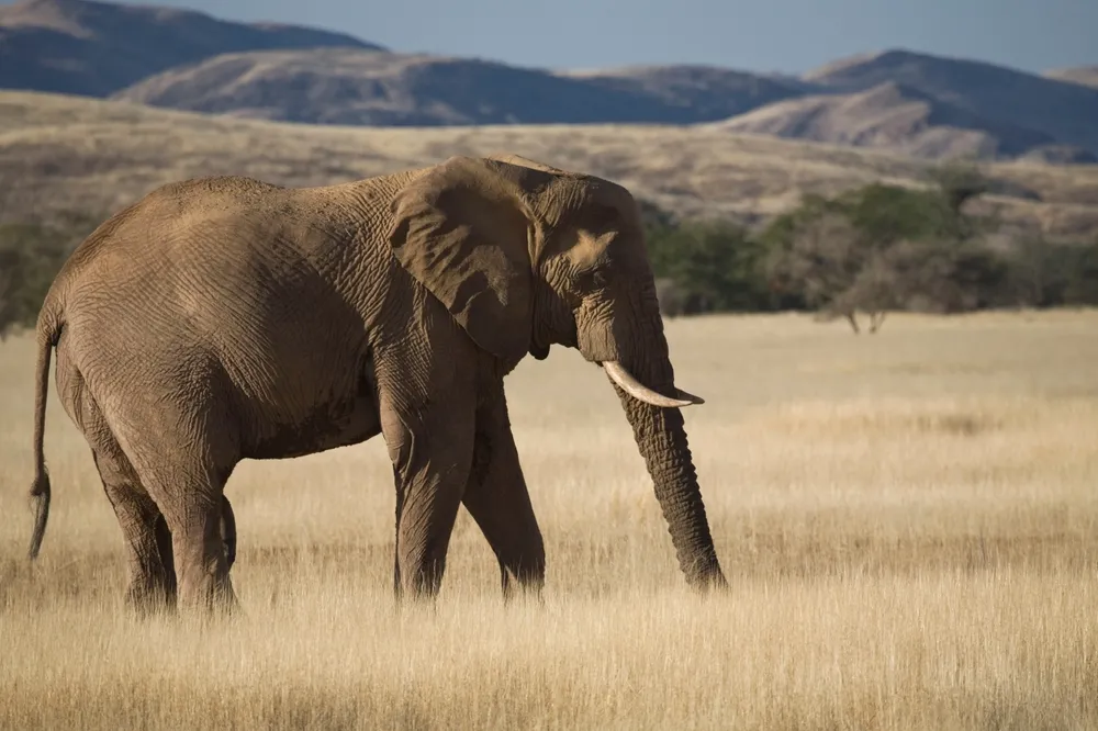 Desert elephants