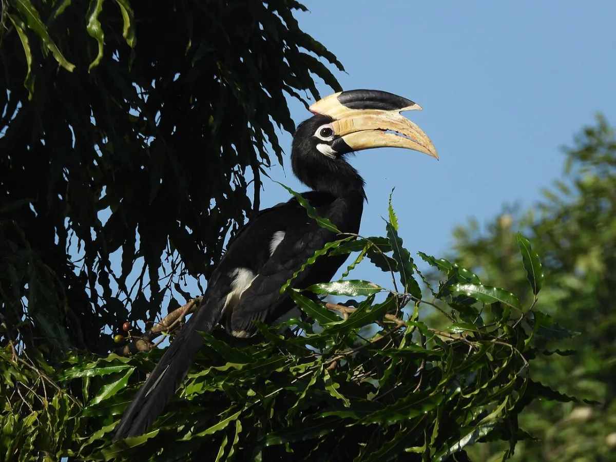 Hornbill forest