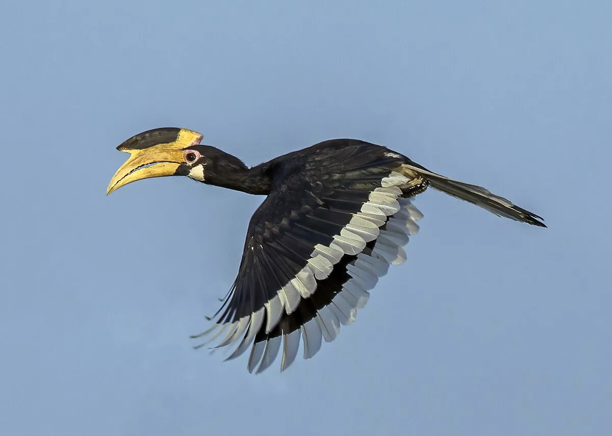 A Malabar pied hornbill in riverside forest canopy.