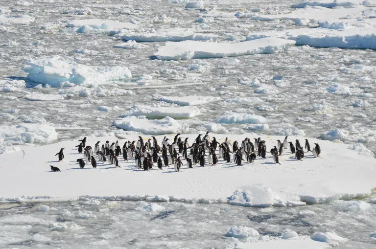 Antarctica