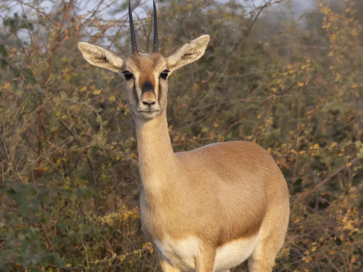 Thar wildlife