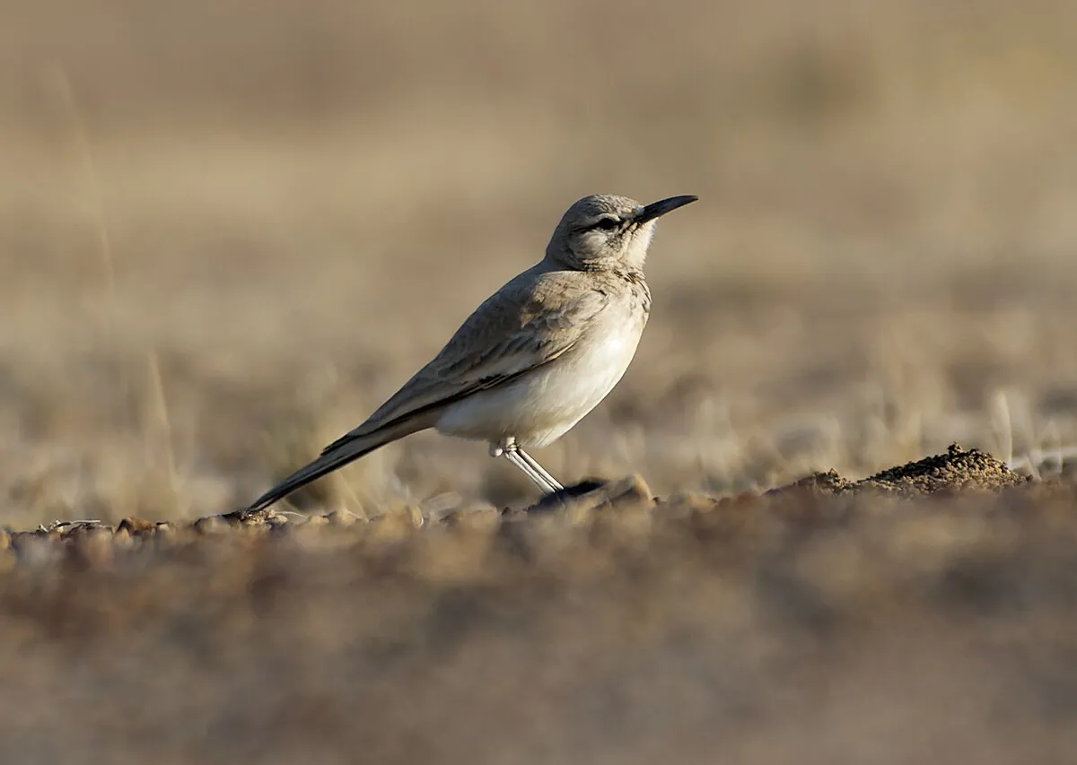 Desert raptors