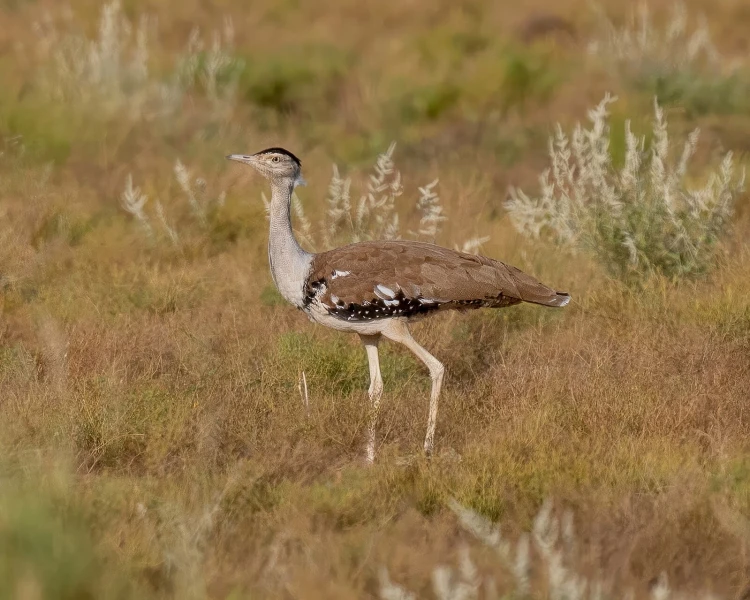 A Great Indian Bustard striding across stony desert scrub.