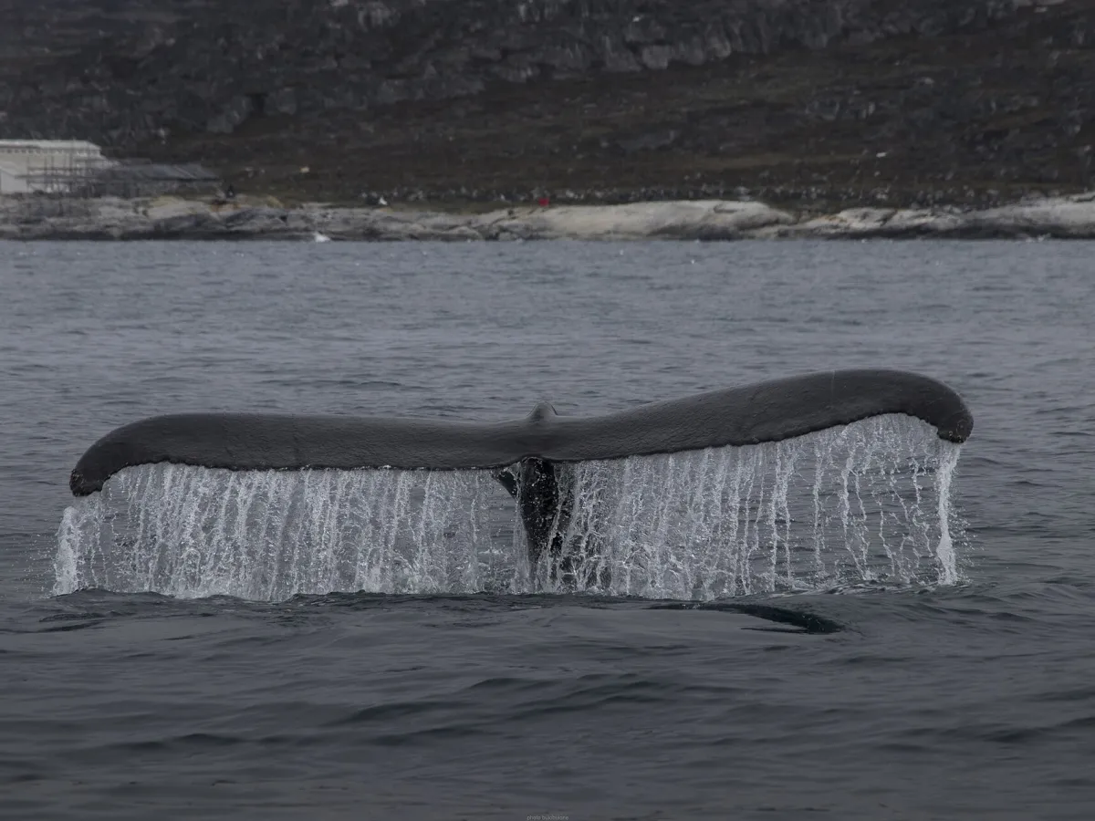 Whale-watching