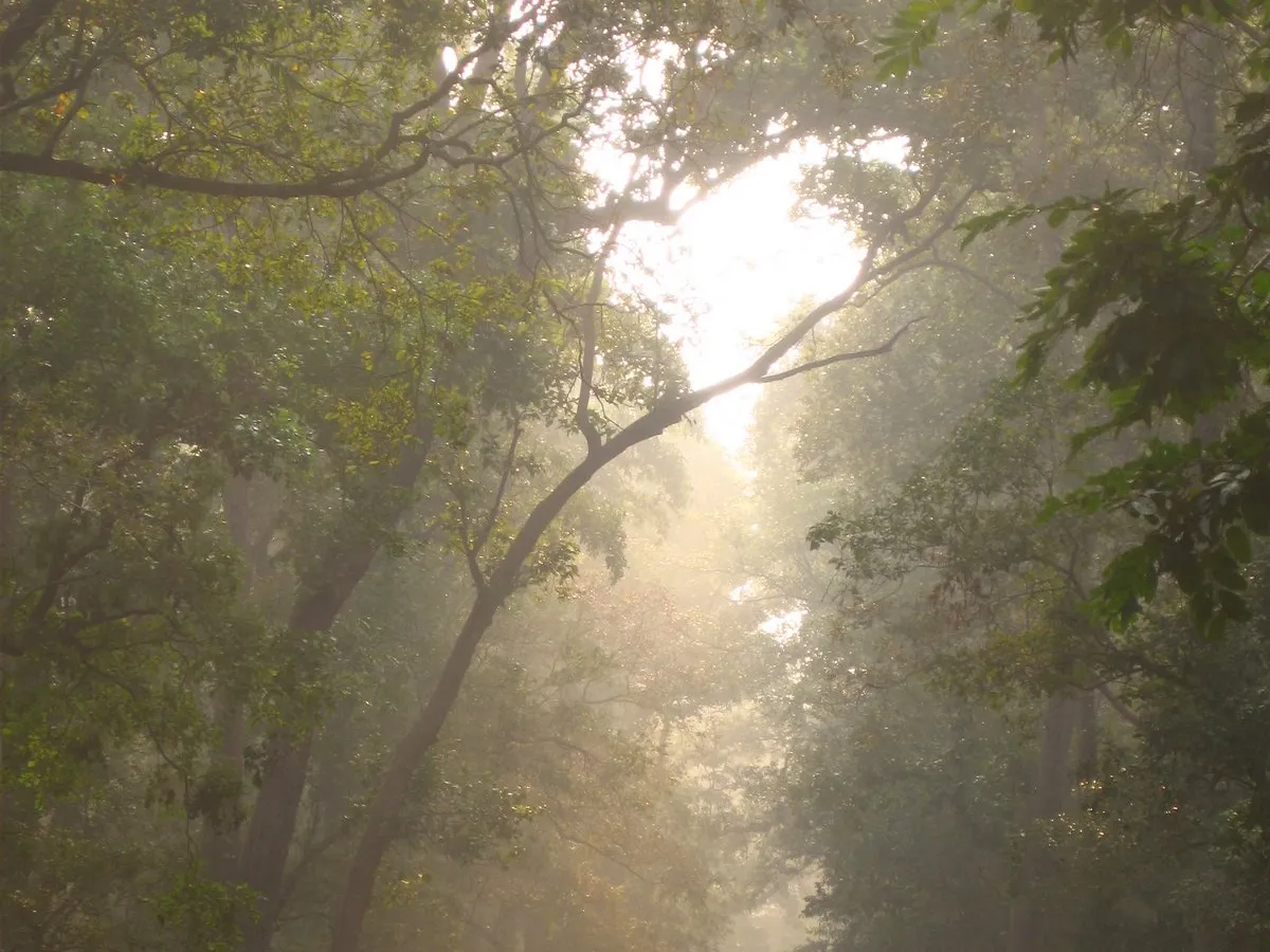 Mist and birds