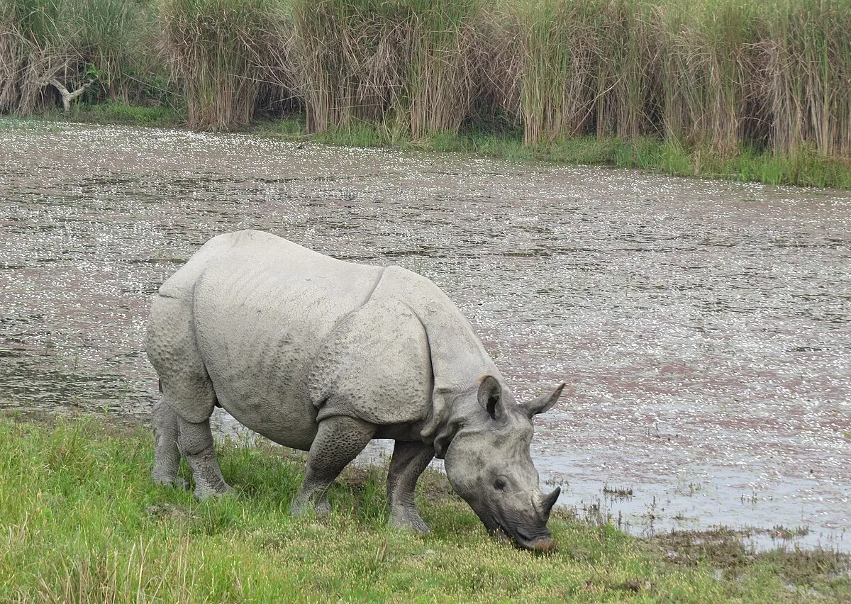 The rhino area
