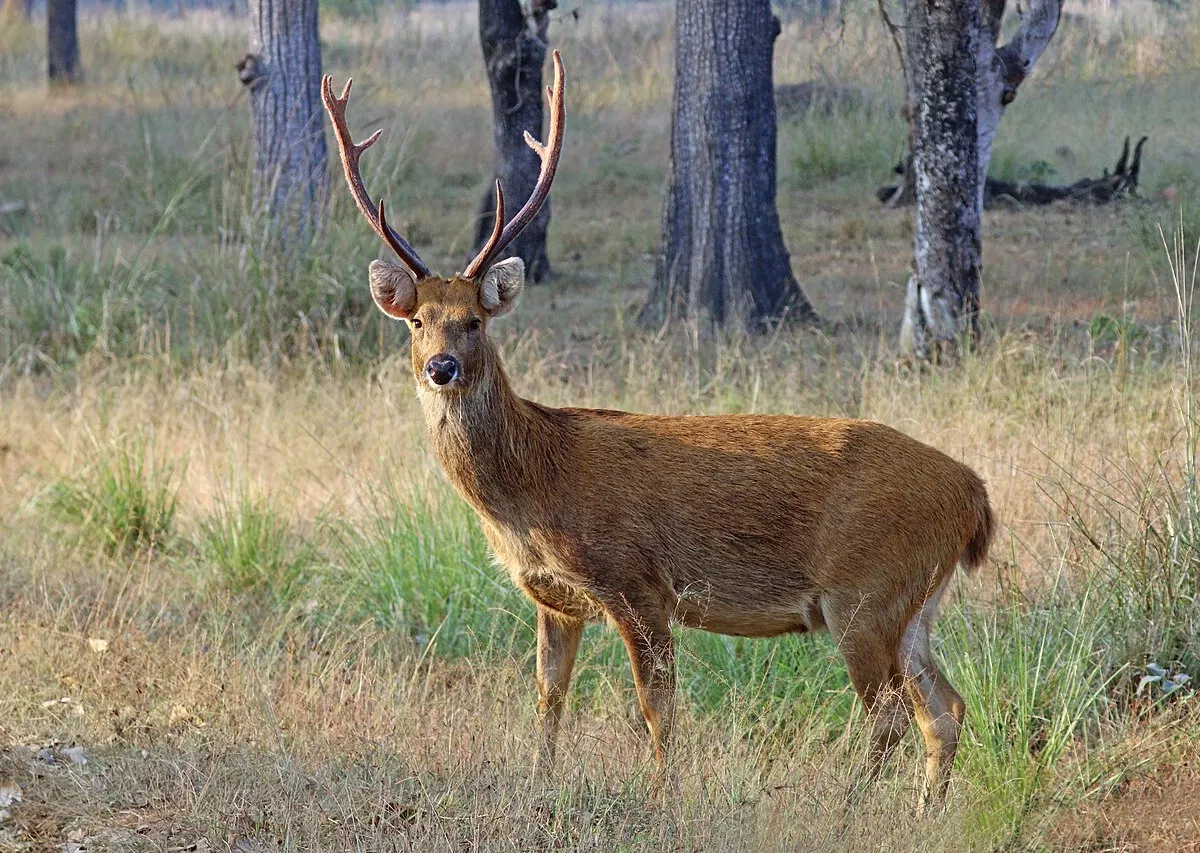 Swamp deer moving through shoulder-high terai grassland.