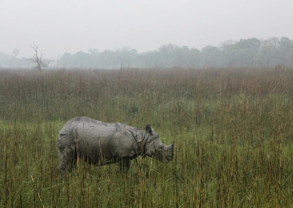 A rhino grazing the managed grassland enclosure at dawn.